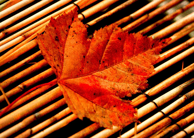 red maple leaf