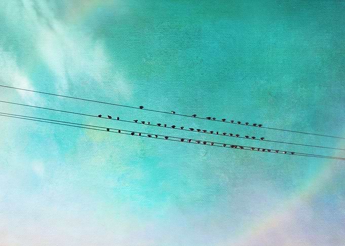 Birds on a wire
