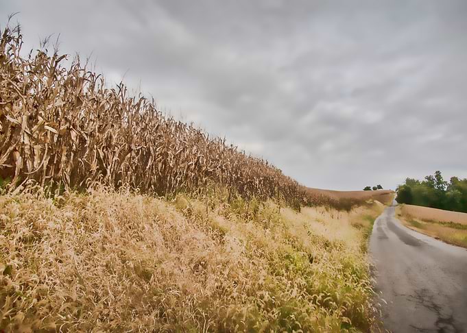Fall corn sits in the field waiting for fall harvest.