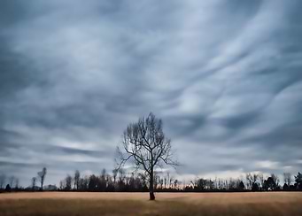 Lone Tree, Princeton, Ky