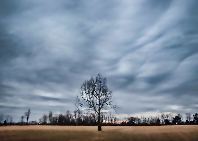 Lone Tree, Princeton, Ky