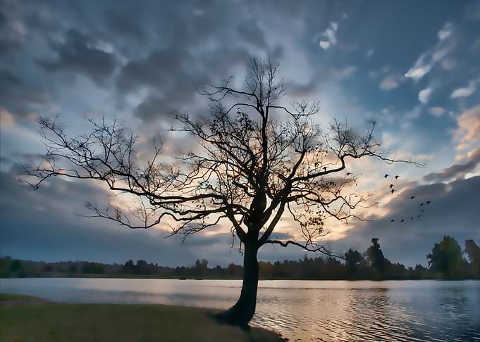 A lone tree silhouetted against the sunrise