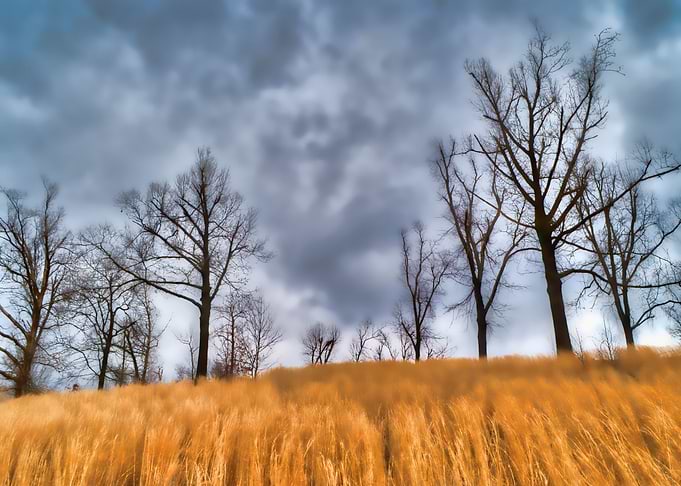 Trees in yellow field