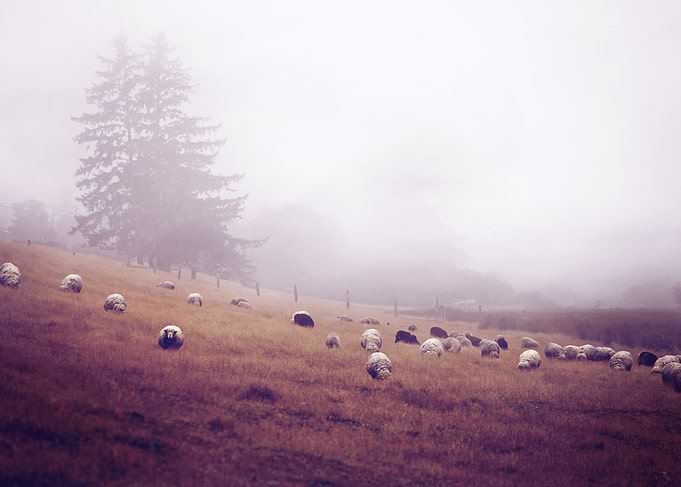 photograph taken along the roadside on the way down the ...