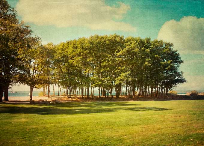 park in Seattle Washington with a beautiful grove of tr ...