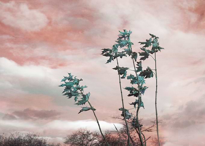 Leaves in the wind
