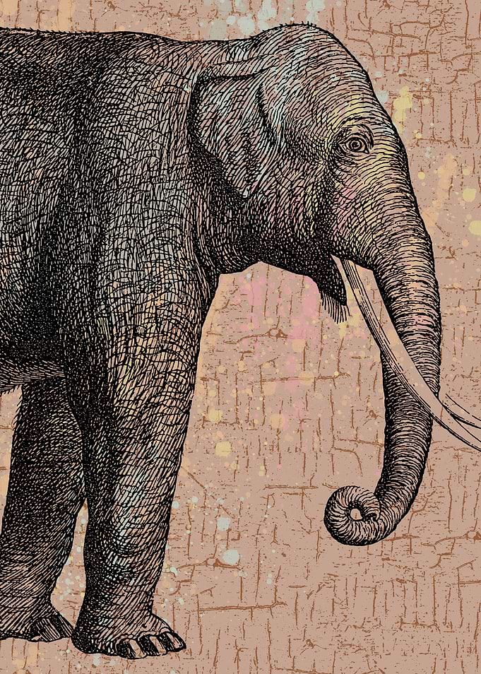 Elephant with crackled cream background