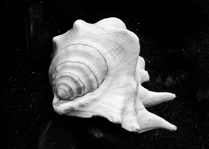 Shell No.2, a black and white fine art print of a shell ...