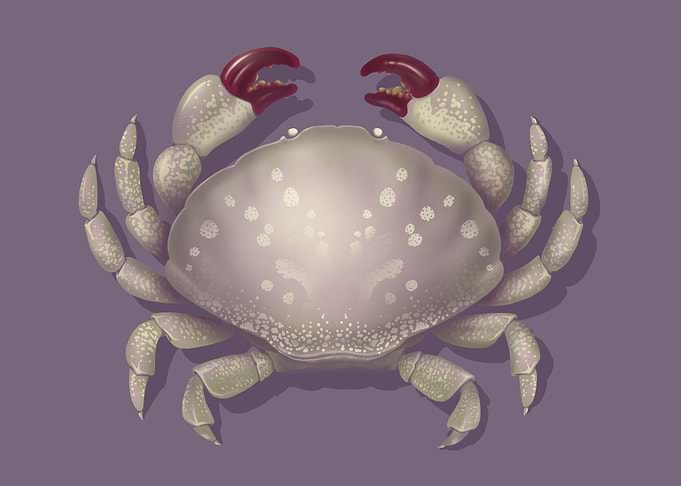I'm a little bit obsessed with sea life, and crustacean ...