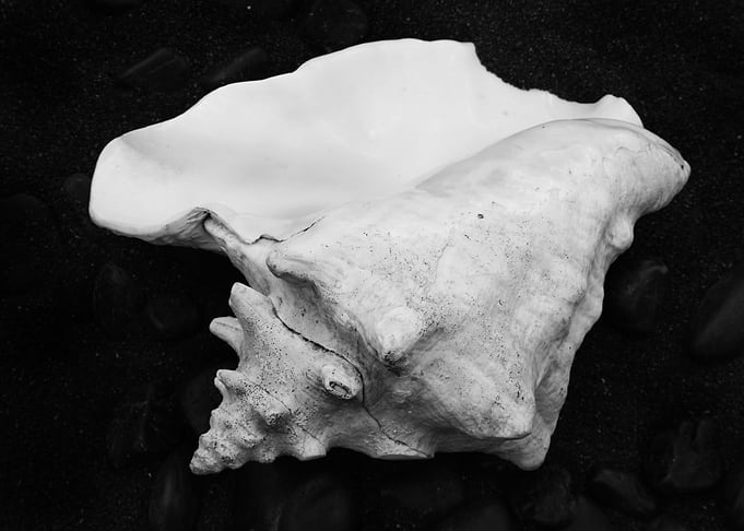 Shell No.4, a black and white fine art print of a shell ...
