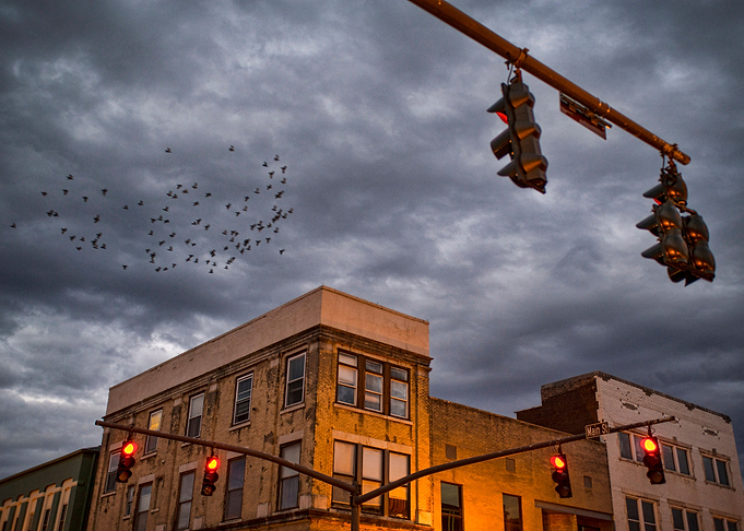 A flock of birds fly over the downtown area in Madisonv ...