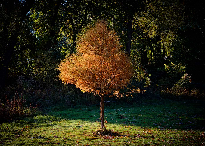 The early morning sunrise illuminates a small tree full ...