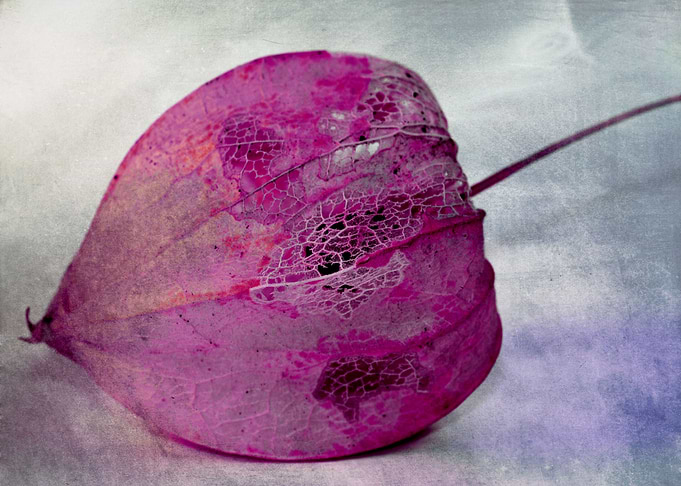 colored physalis