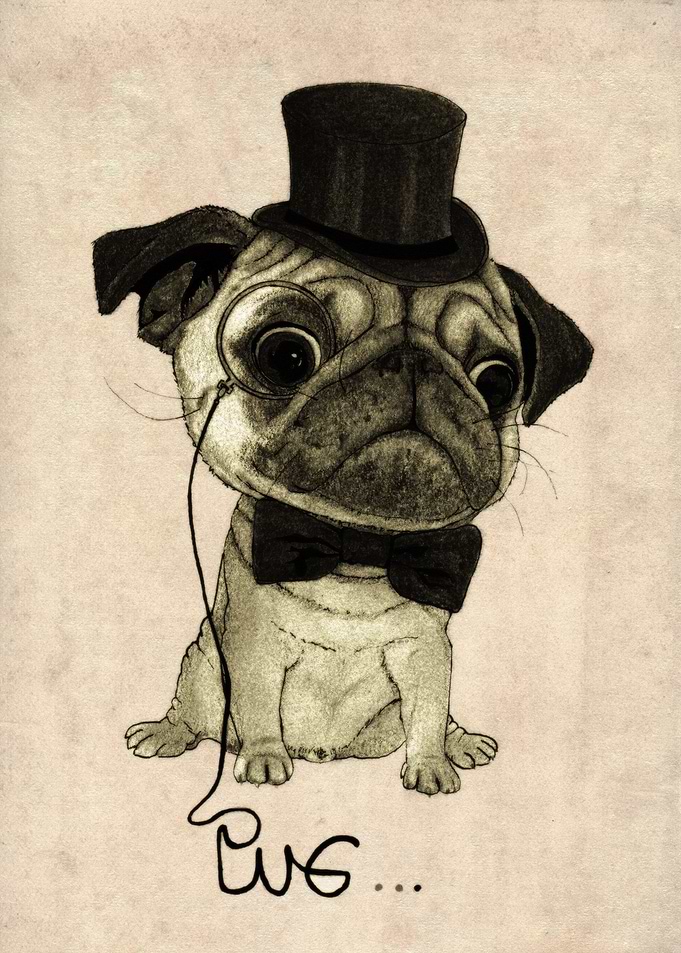 Pug. (Gentle pug).