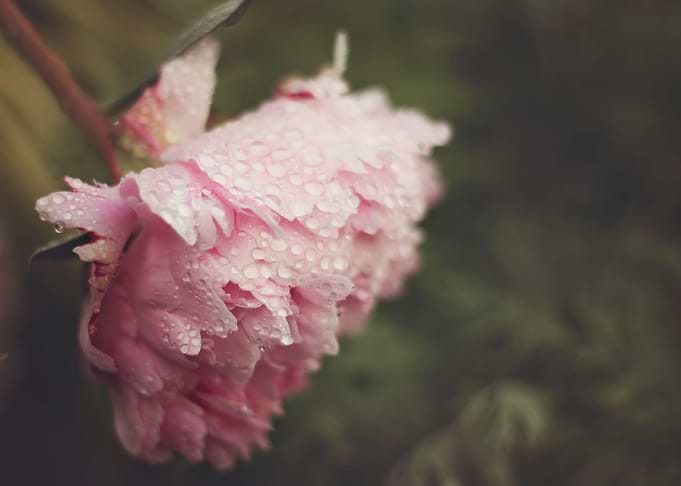Pink peony