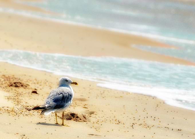 A lonely seagull on a Long Island Beach with aqua ocean ...