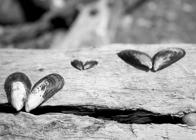 molluscs to die and leave behind the sea aspire to fly ...
