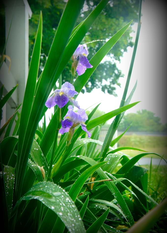 A purple violet on a rainy day