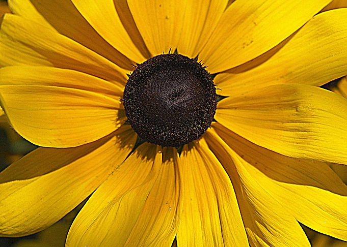 Close up of a yellow flower