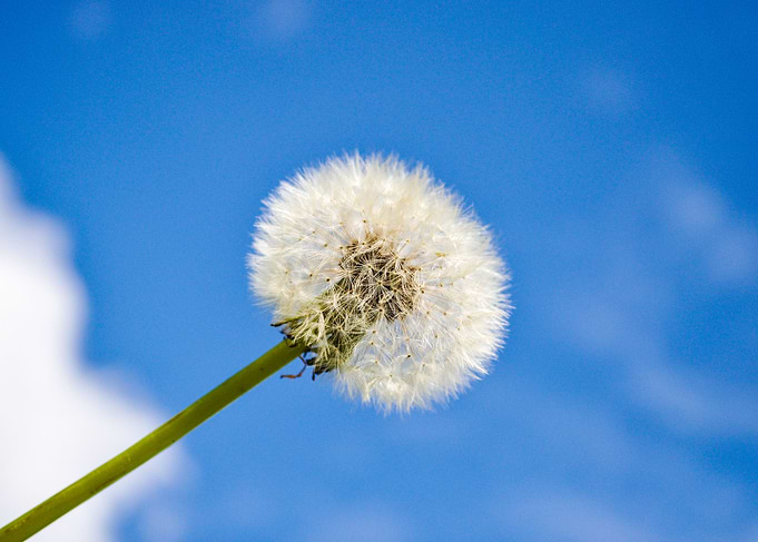 Dandelion against the sky