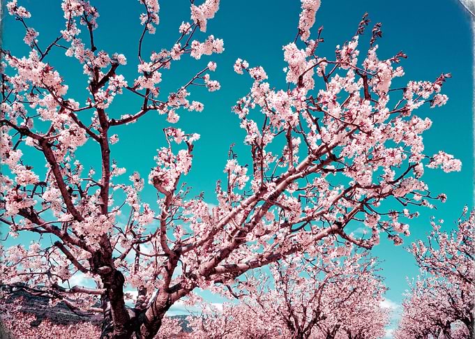 Spring blossoms in Provence