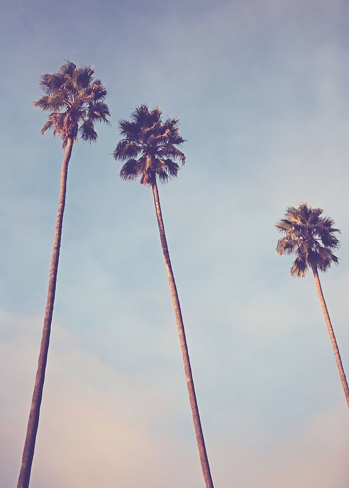 'Sunshine and Warmth' - Los Angeles, California Palm tr ...