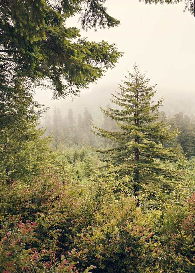 'Into the Mist' Mist in the redwoods. Redwood National ...