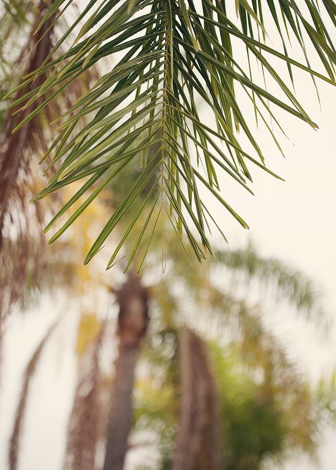 'Heat' Palm trees in Summer. Laguna Niguel, California ...