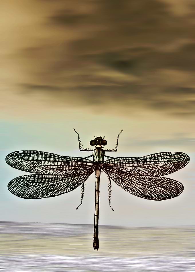 DRAGONFLY