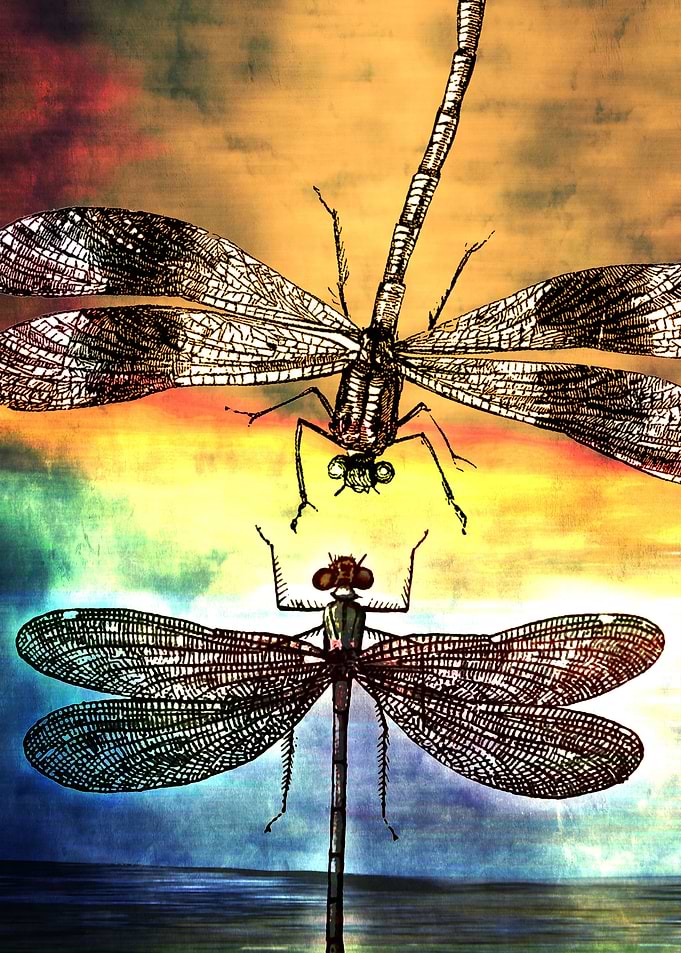 DRAGONFLY meets a FRIEND