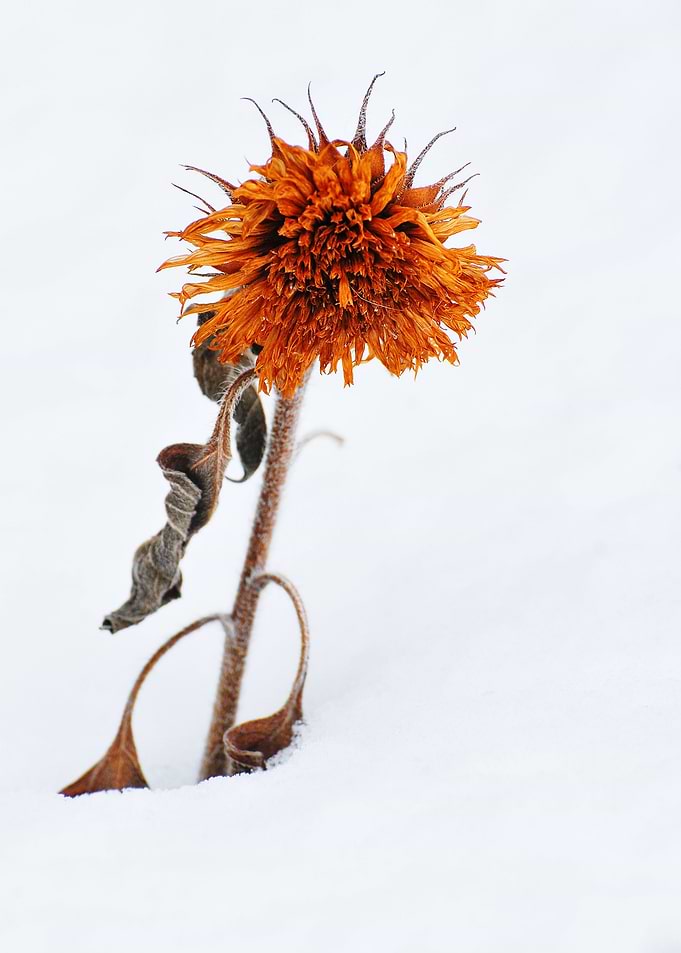 Snowflower