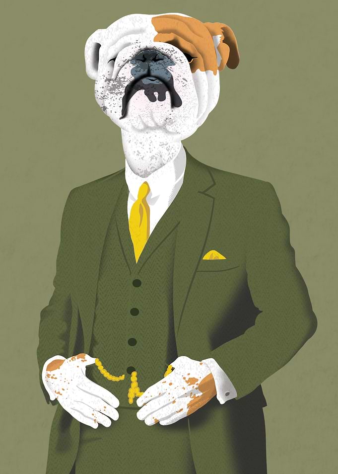 Refined English Bulldog