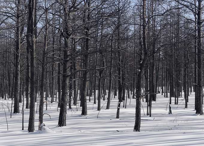After the 2013 Black Forest Fire in Colorado over 500 h ...