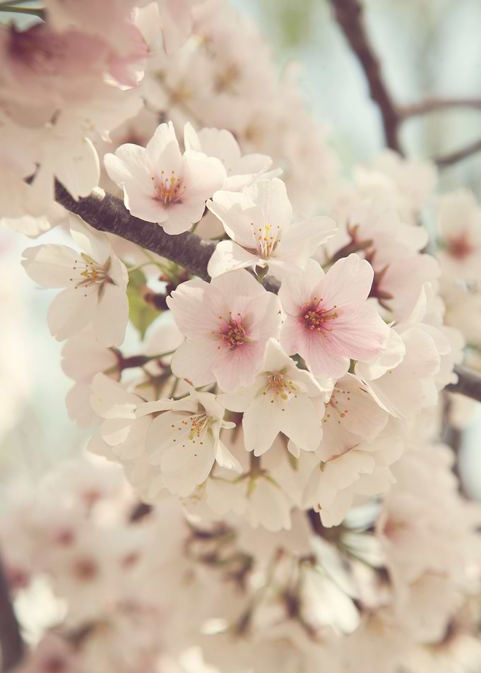 'Divinity' - Loaded Cherry Blossoms at the National Che ...