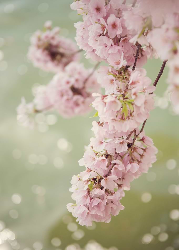 'Rhapsody' - Pink Cherry Blossoms