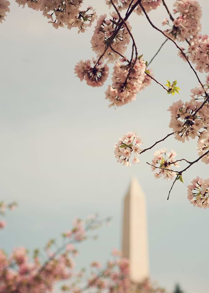 'Spring in DC' - Cherry Blossoms from the National Cher ...
