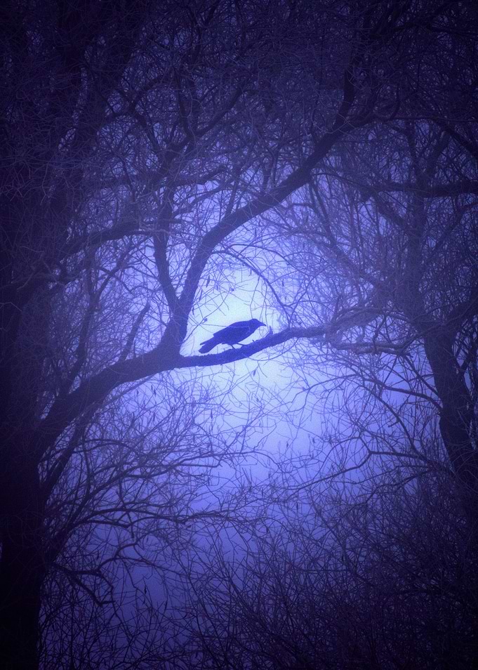 THE RAVEN