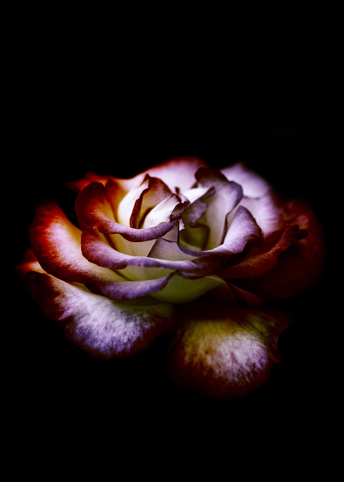 colored photography of a simple Rose in my garden