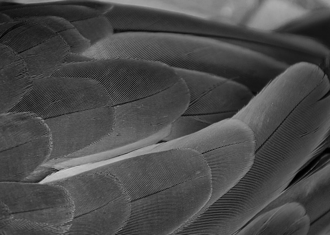 The feathers on the back of a parrot. Or everything el ...