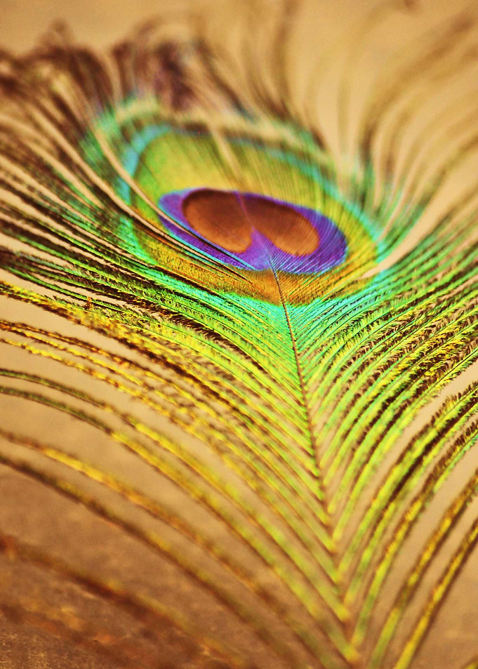 Feathered Finery - peacock feather in beautiful, bold c ...
