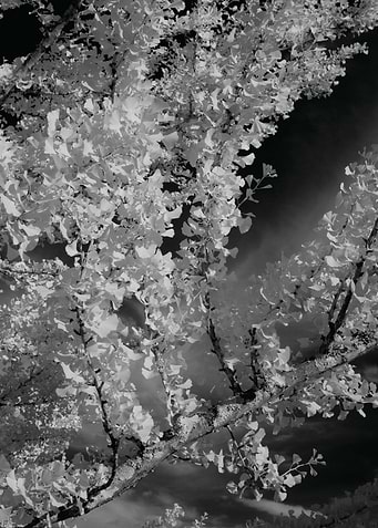 This image was taken a field around Birmingham, AL. The ...