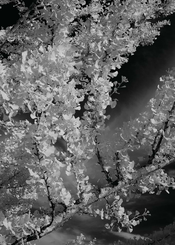 This image was taken a field around Birmingham, AL. The ...