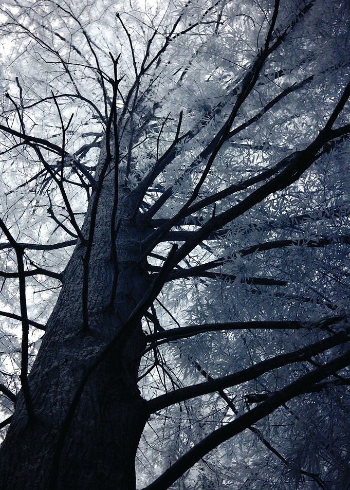 This image was taken with an infrared camera, this one ...