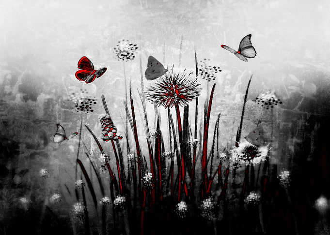 Dance of the butterflies