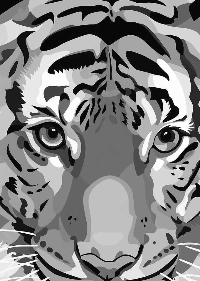 Black And White Tiger