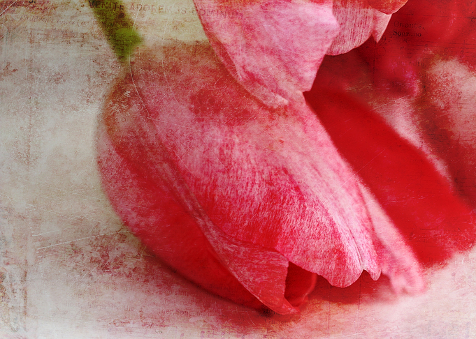 Tulip with vintage