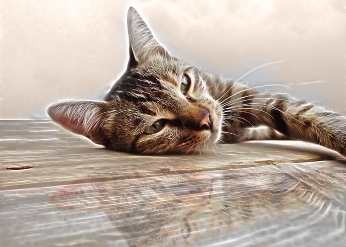 The Cat CB