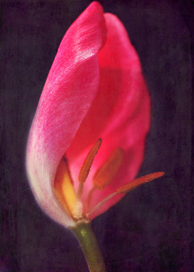 Lightning tulip