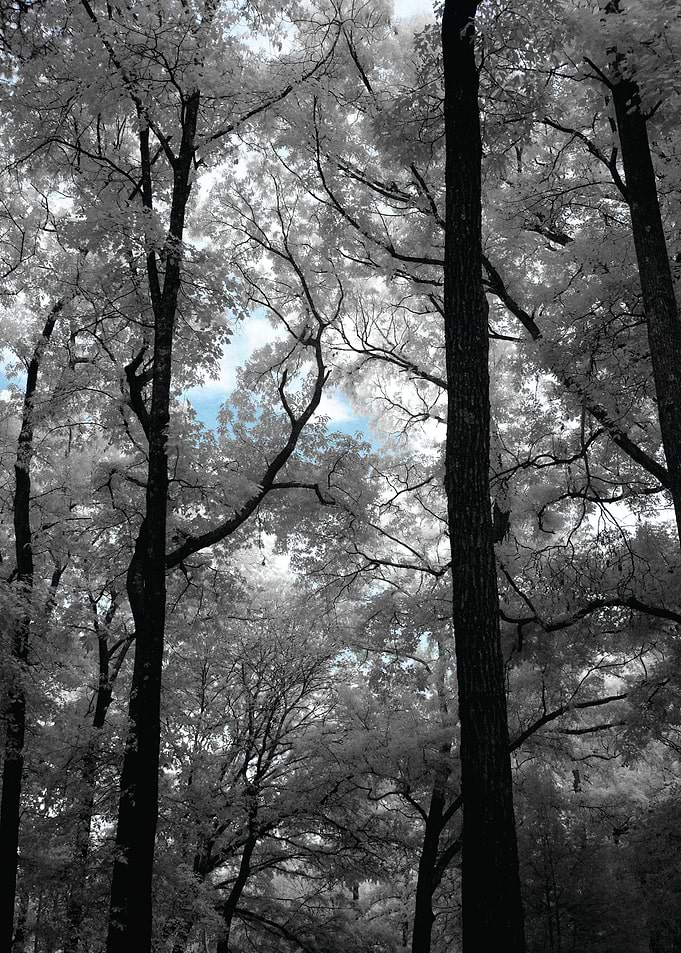 This was taken at the Birmingham Botanical Gardens with ...