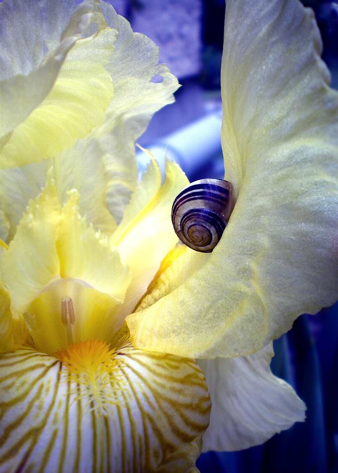 Blue and Yellow